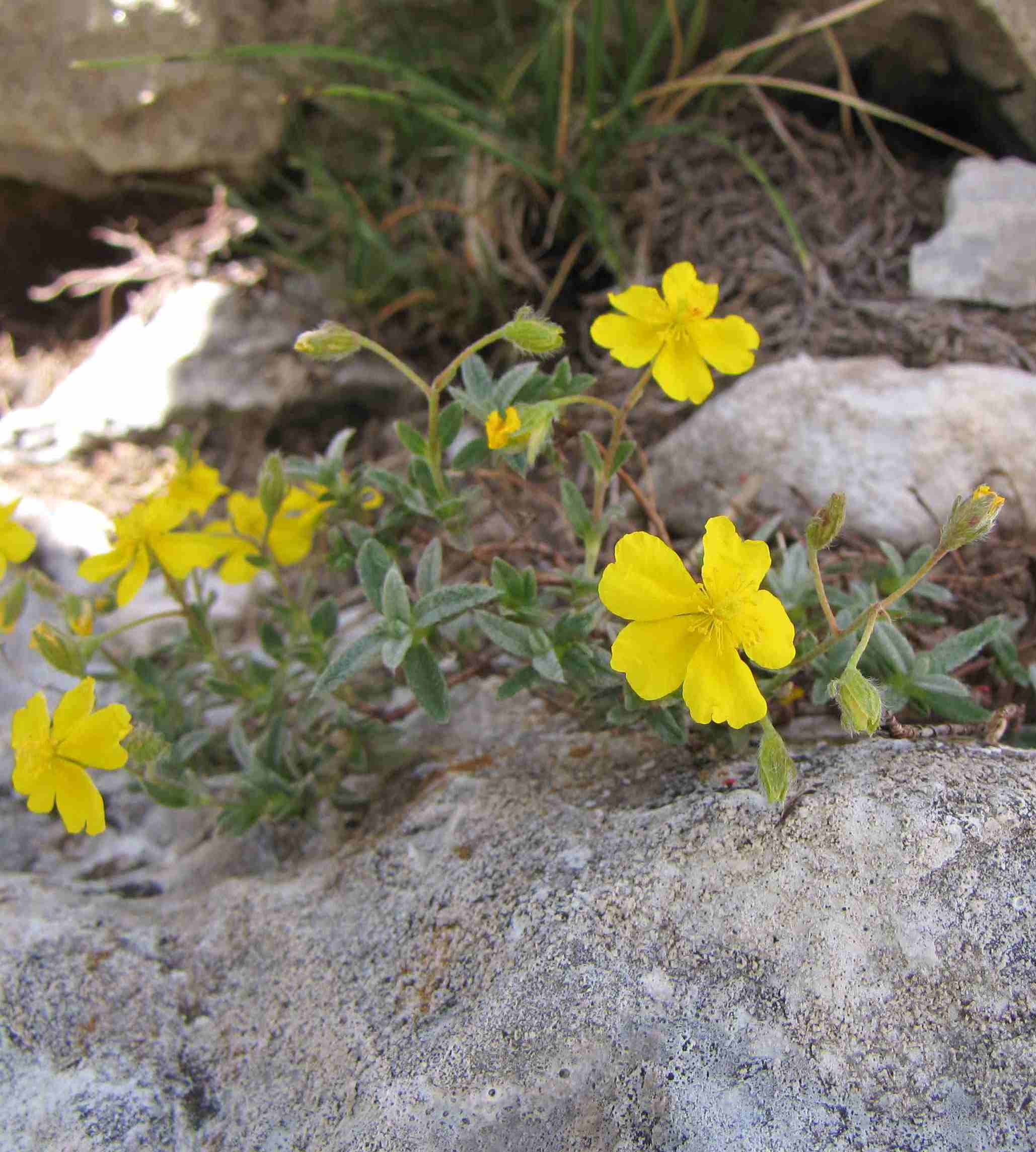 helianthemum d'' alta quota